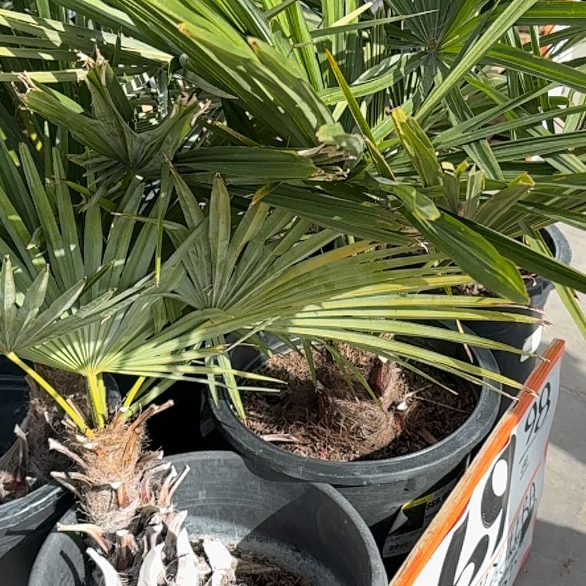 Photo of the plant species Mexican Fan Palm by @ChosenDill71 named Athena on Greg, the plant care app
