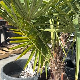 Photo of the plant species Chinese Windmill Palm by @ChosenDill71 named Apollo on Greg, the plant care app