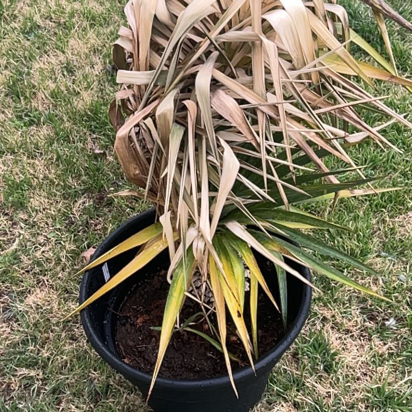 Photo of the plant species Weeping Yucca by @GreatRoseiflora named Karen on Greg, the plant care app