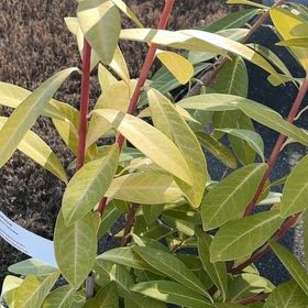 Photo of the plant species Illicium parviflorum 'Florida Sunshine' by @CozyAntplant92 named Remington on Greg, the plant care app