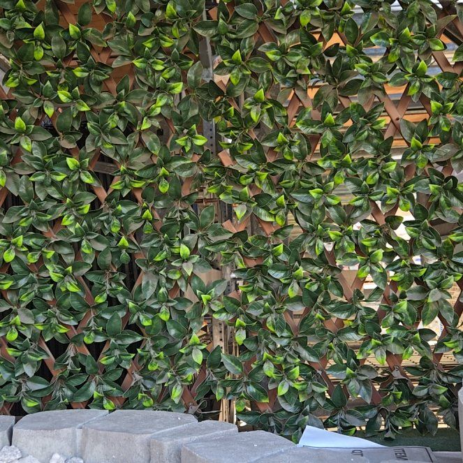 Photo of the plant species Black Olive Tree by @EuphoricChaya73 named Foxxy on Greg, the plant care app