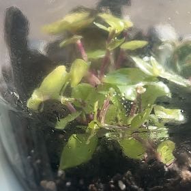 Photo of the plant species Common Duckweed by @HeritorViolet71 named Winston on Greg, the plant care app
