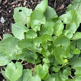 Photo of the plant species Ficaria verna by @HeritorViolet71 named Sherlock on Greg, the plant care app