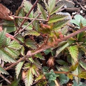 Photo of the plant species Buck's-Beard by @HeritorViolet71 named Figyonce on Greg, the plant care app
