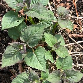 Photo of the plant species Broadleaf Enchanter's Nightshade by @HeritorViolet71 named Keanu Leaves on Greg, the plant care app