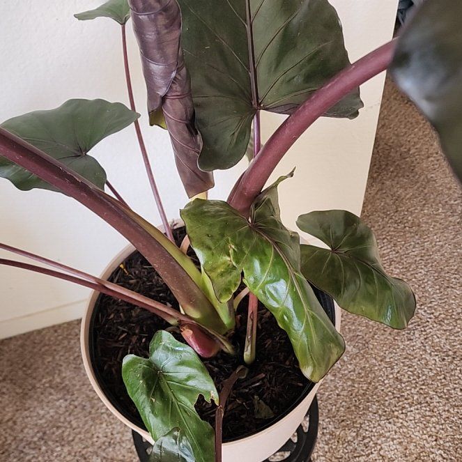 Photo of the plant species Elephant Ear by @IntrepidVetiver named Gregarious on Greg, the plant care app