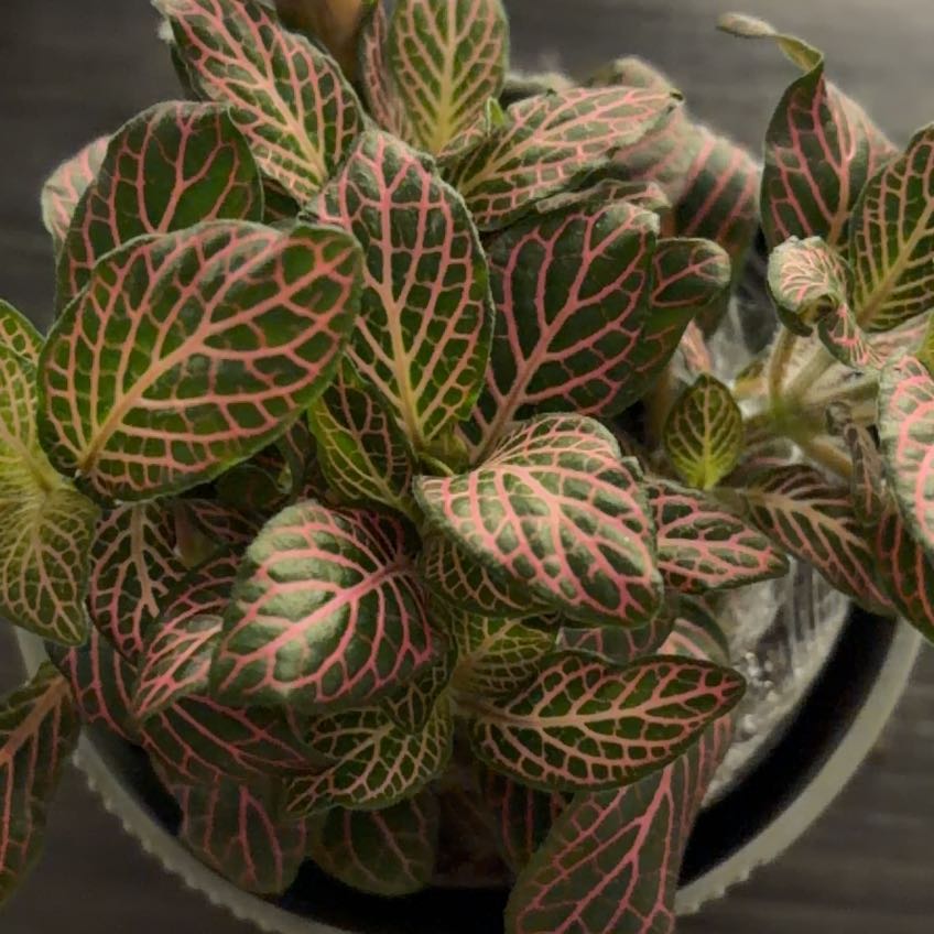 Photo of the plant species Exotic Angel Plant by @BabyKatsura92 named Xena on Greg, the plant care app