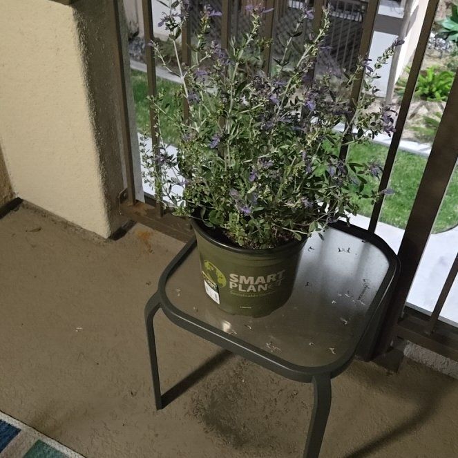 Photo of the plant species Germander Sage by @KeenZebrina5 named Coco on Greg, the plant care app