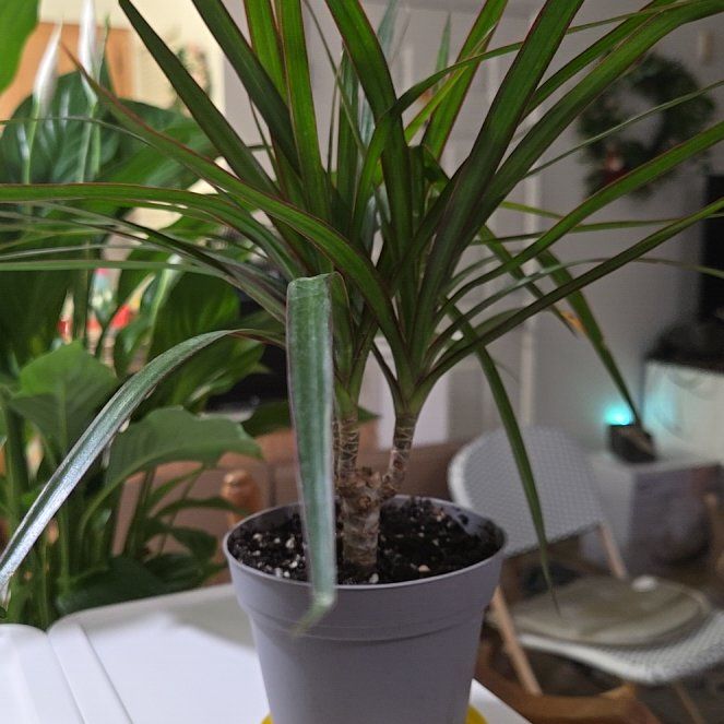 Photo of the plant species Honey Euryops by @KeenZebrina5 named Fernie Mac on Greg, the plant care app