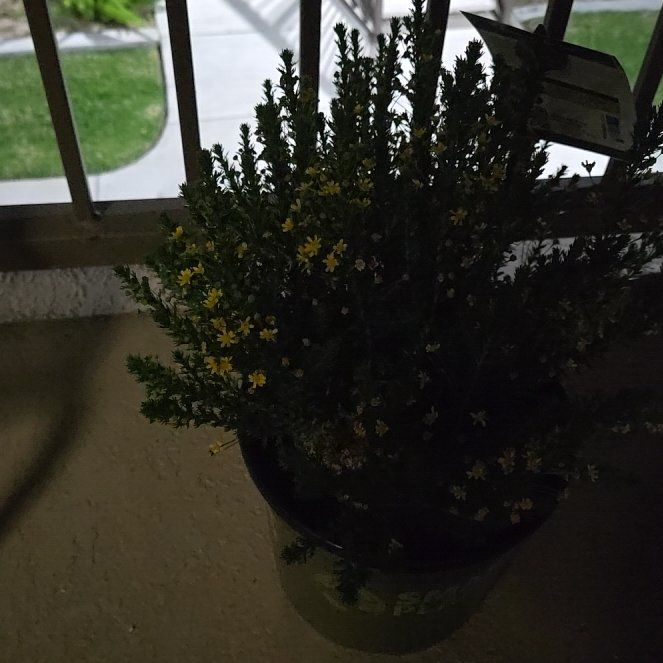 Photo of the plant species Honey Euryops by @KeenZebrina5 named Apollo on Greg, the plant care app