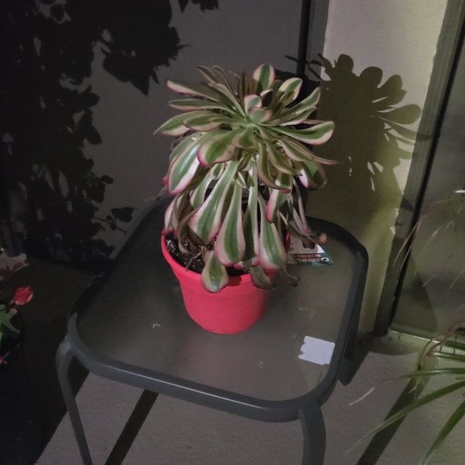 Photo of the plant species Treeleek by @KeenZebrina5 named Morgan Treeman on Greg, the plant care app