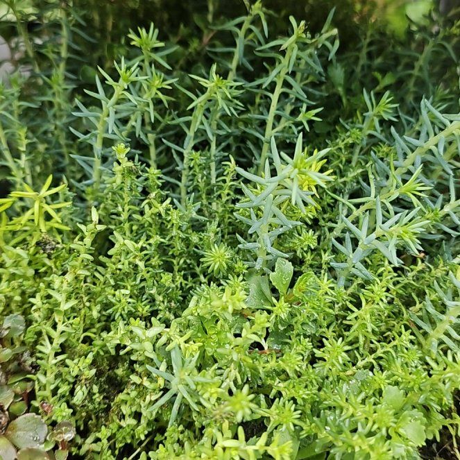 Photo of the plant species Tasteless Stonecrop by @LuminousCosmo82 named Queen on Greg, the plant care app