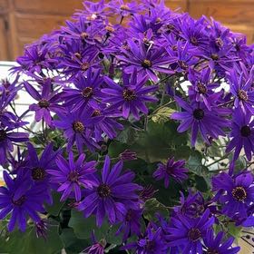 Photo of the plant species Pericallis 'Senetti Deep Blue' by @AvidPeony94 named Stella on Greg, the plant care app