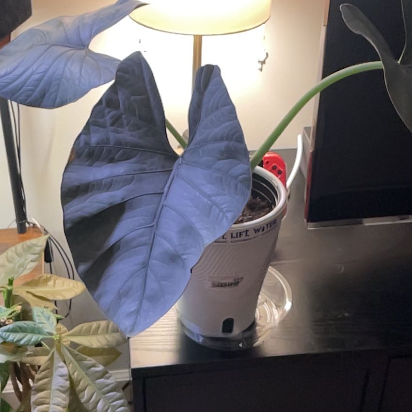 Photo of the plant species Alocasia Reginae by @KeyFeltbush15 named Tupot amaroot on Greg, the plant care app