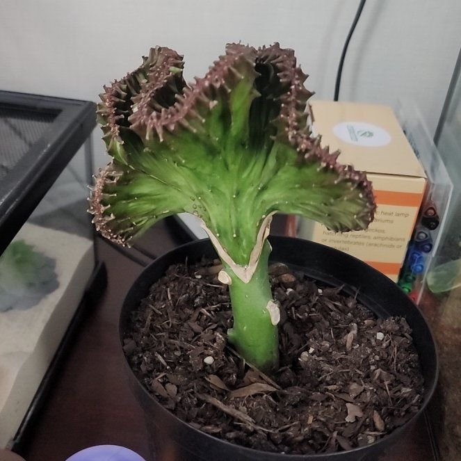 Photo of the plant species Coral Cactus by @DesirableJade50 named Sonora on Greg, the plant care app