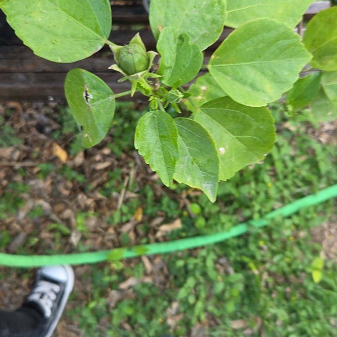 Photo of the plant species Crimsoneyed Rosemallow by @SpecialSainfoin named Bieber on Greg, the plant care app