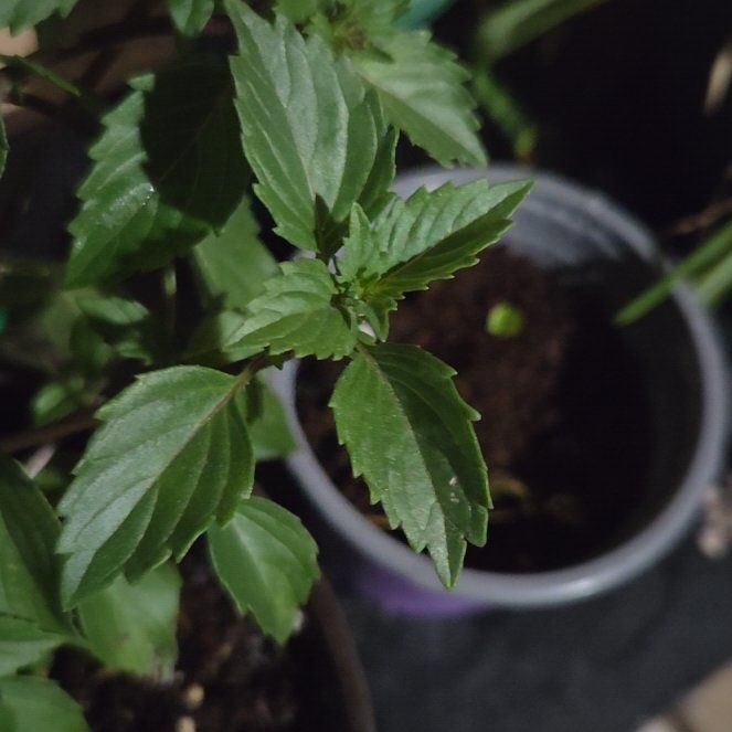 Photo of the plant species Genovese Basil by @SpecialSainfoin named Dax on Greg, the plant care app