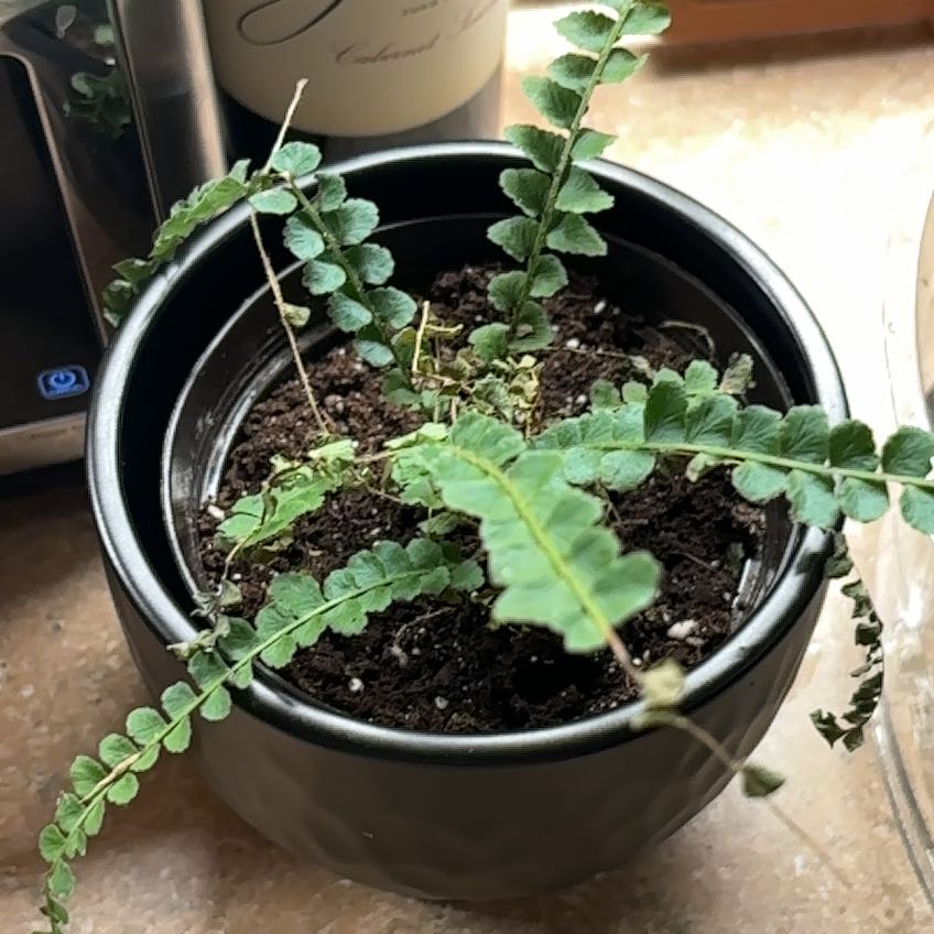 Photo of the plant species Lemon Button Fern by @FitRedash9 named Ernie on Greg, the plant care app