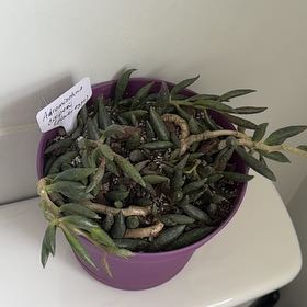 Photo of the plant species Plover Eggs Plant by @ElegantHoya45 named Kendall on Greg, the plant care app