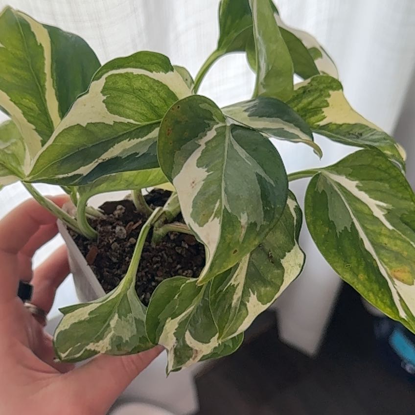 Photo of the plant species Epipremnum 'Njoy' by @ElegantHoya45 named Coco on Greg, the plant care app