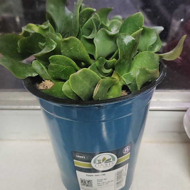 Photo of the plant species Ripple Jade™️ by @SensuousGreen23 named RJ on Greg, the plant care app
