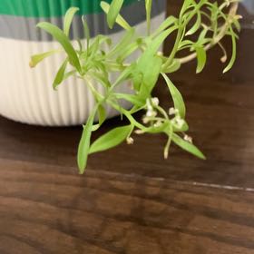Photo of the plant species False Mermaidweed by @PetPecan70 named Terra on Greg, the plant care app