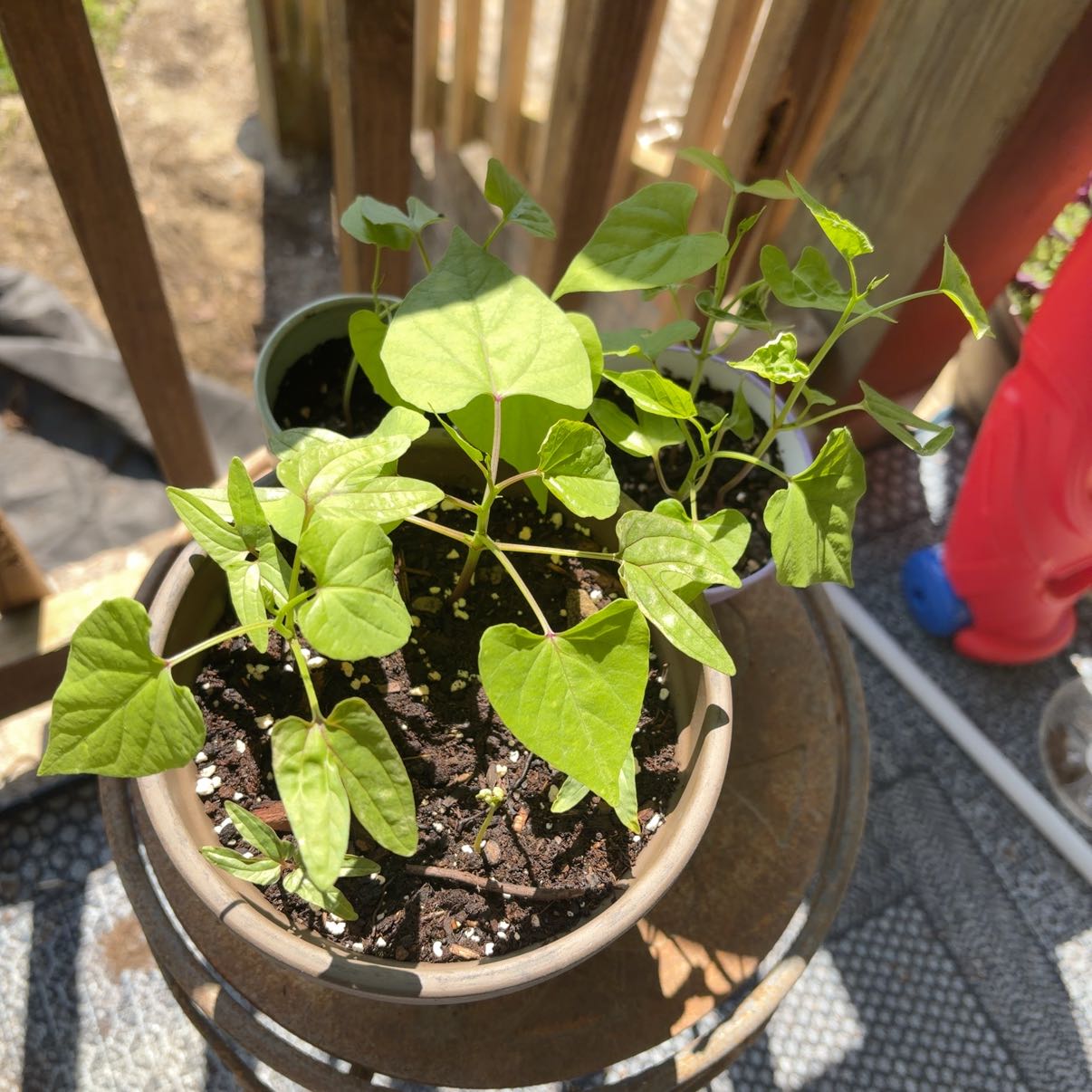 Photo of the plant species Morning Glory by @Terrarium_bug named Mando on Greg, the plant care app