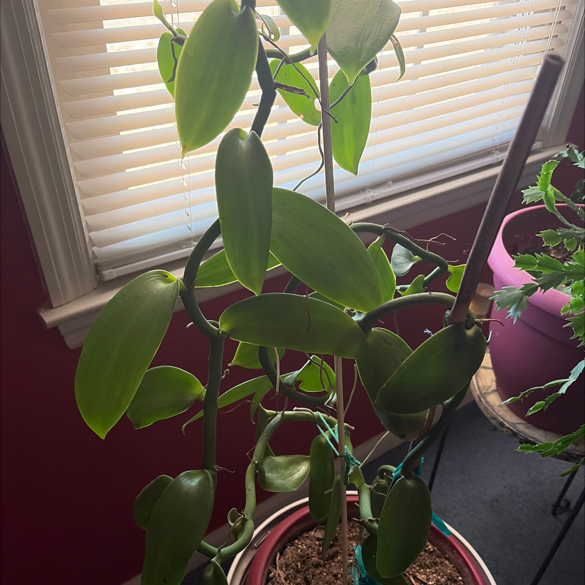 Vinny the Vanilla Bean