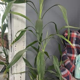 Photo of the plant species bamboo by @PluckyFivespot8 named Harmony on Greg, the plant care app