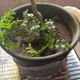 Photo of the plant species Wild Lime by @YummyJicaro93 named Hamilton on Greg, the plant care app