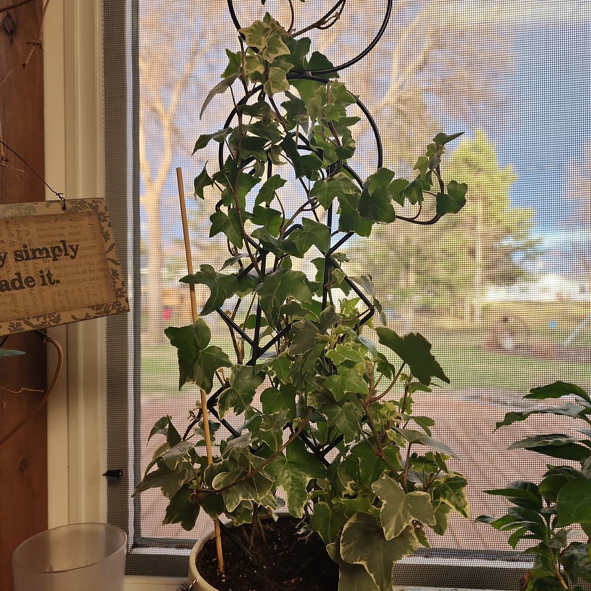 Photo of the plant species English Ivy variegated by @raelin74 named Ivy on Greg, the plant care app