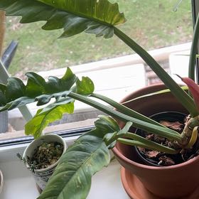 Photo of the plant species Philodendron Narrow Tiger Tooth by @WorkableKanna named Walt on Greg, the plant care app