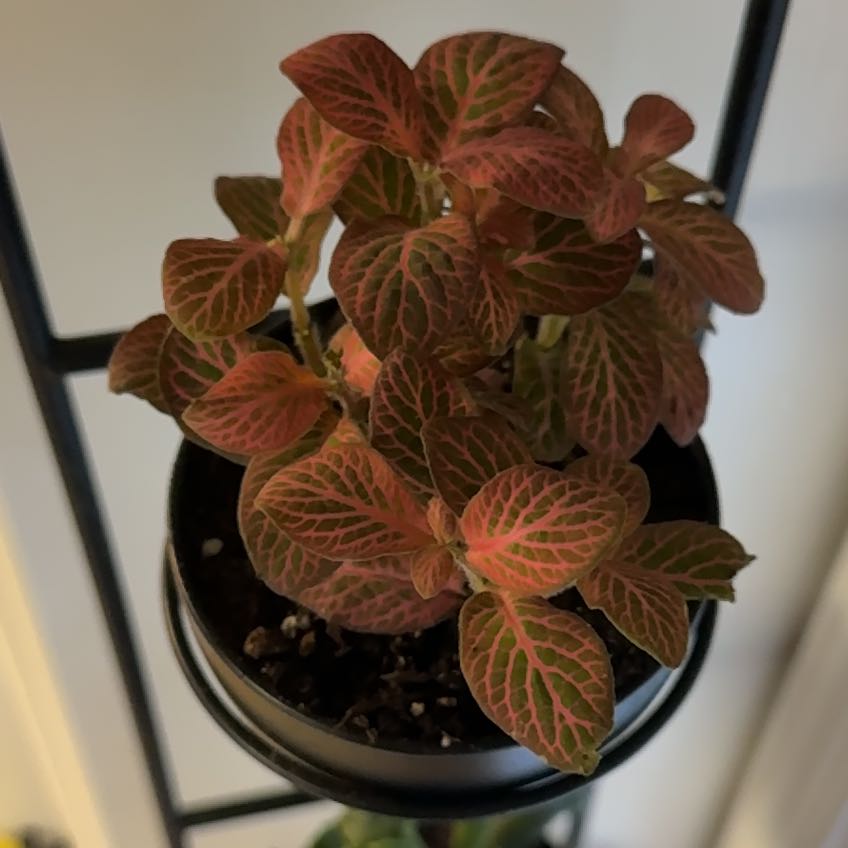 Photo of the plant species Fittonia by @CourtlyRose22 named Fernie Mac on Greg, the plant care app