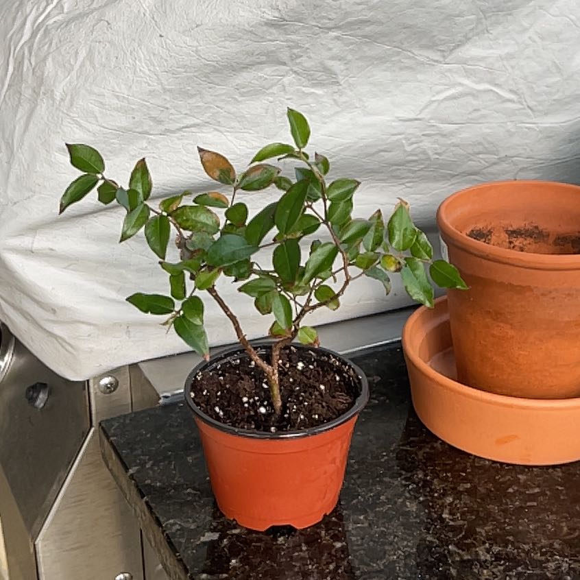 Photo of the plant species Azeda Jaboticaba by @SpiffyMarjoram named Zeus on Greg, the plant care app