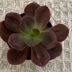 Photo of the plant species Echeveria 'Eliza' by @SirLemon10 named Rihanna on Greg, the plant care app