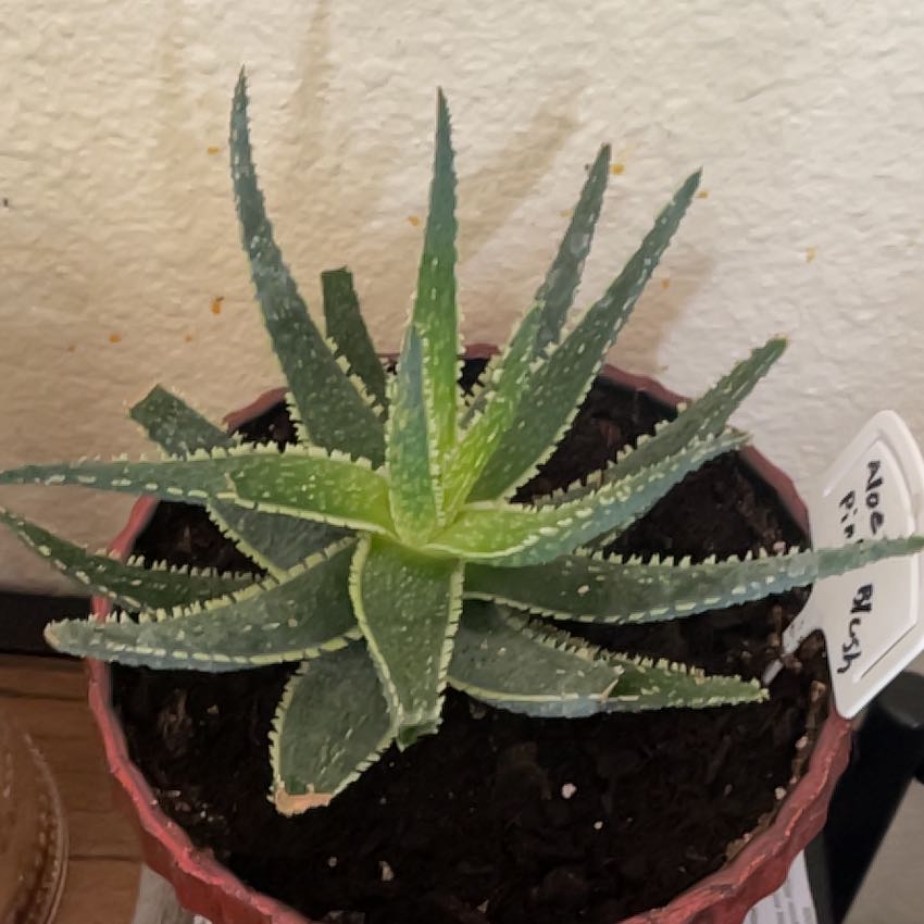 Photo of the plant species Pink Blush Aloe by @SirLemon10 named James Dean on Greg, the plant care app