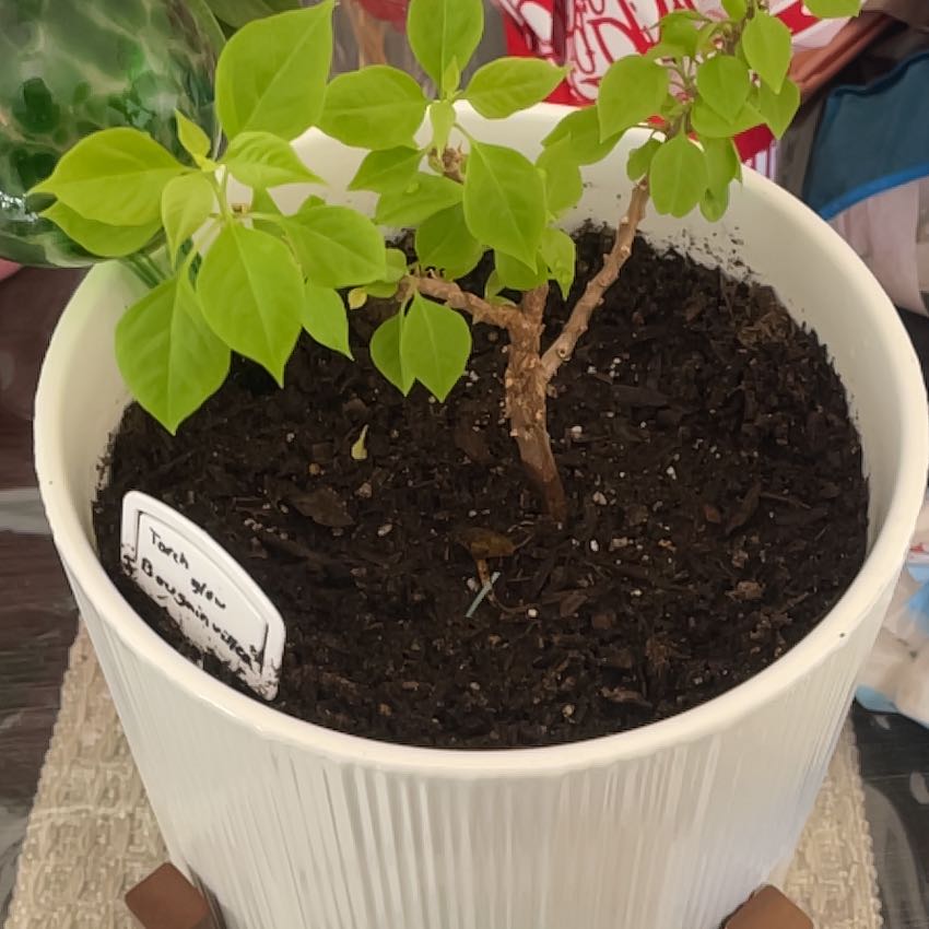 Photo of the plant species Torch Glow Bougainvilla by @SirLemon10 named Captain Plant-it on Greg, the plant care app