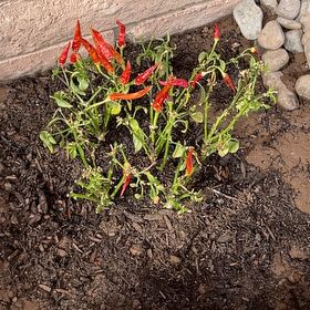 Photo of the plant species Chile de Arbol by @SirLemon10 named Madonna on Greg, the plant care app