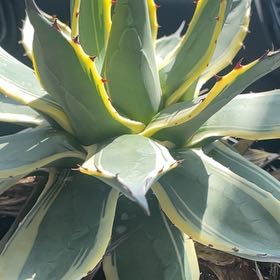 Photo of the plant species Agave 'Cream Spike' by @SirLemon10 named Sproutacus on Greg, the plant care app