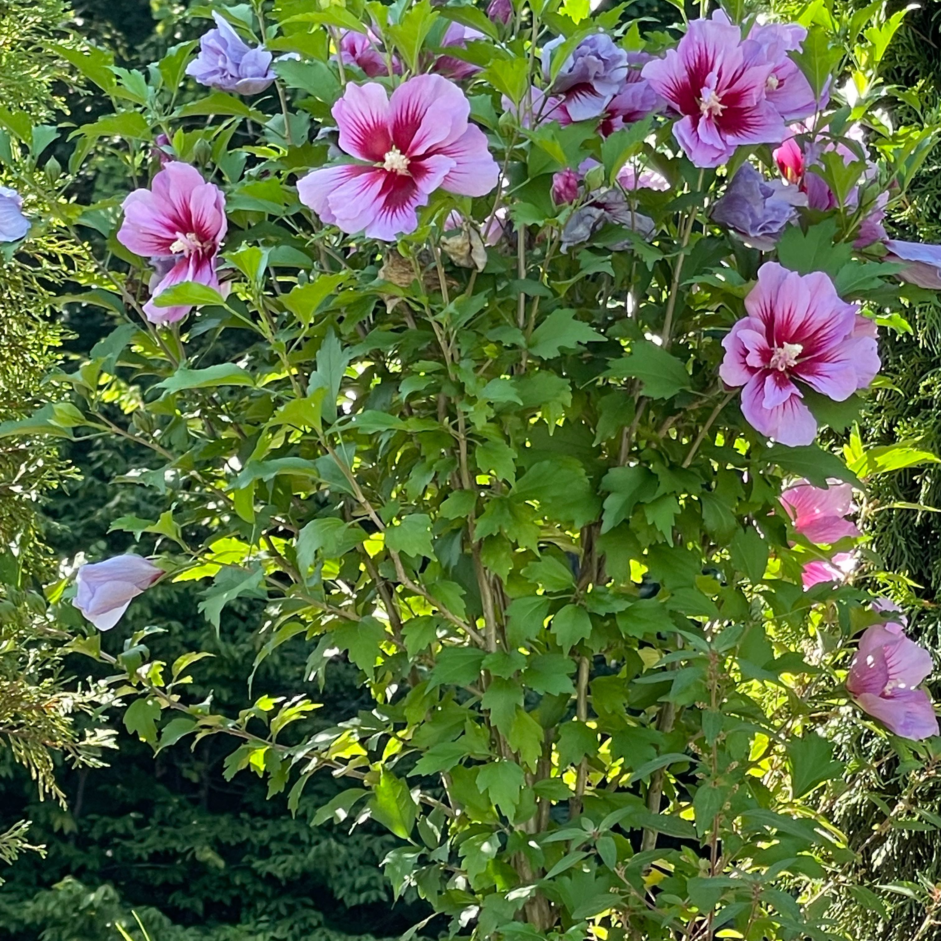 Photo of the plant species Purple Pillar Rose of Sharon by @GemEllisia91 named Rose of Sharon on Greg, the plant care app
