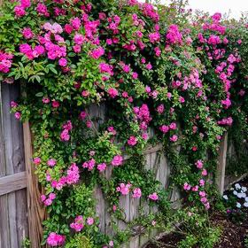 Photo of the plant species Peggy Martin Rose by @GemEllisia91 named Peggy Martin Climbing Rose on Greg, the plant care app