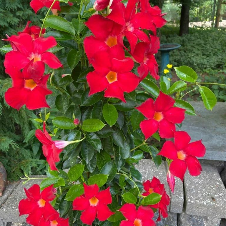 Photo of the plant species Red Mandevilla by @GemEllisia91 named Red Mandevilla on Greg, the plant care app