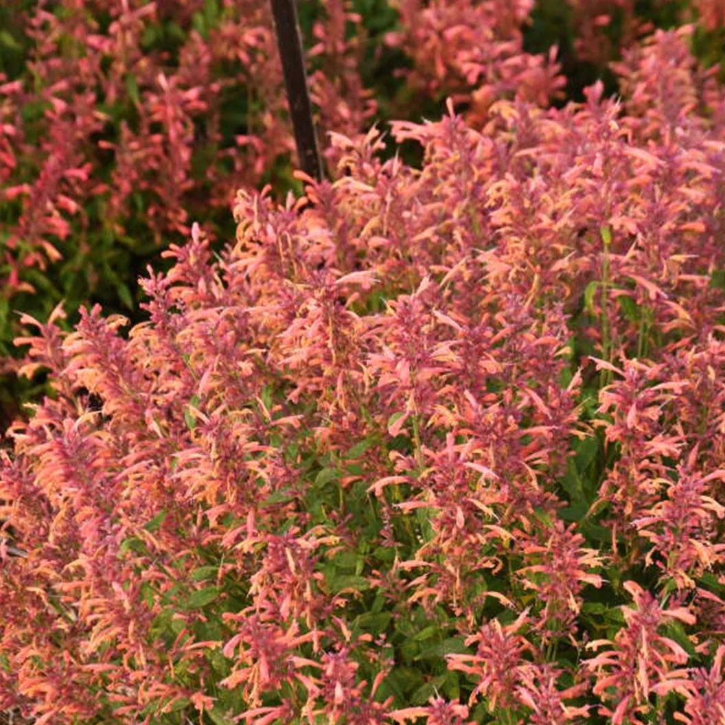Photo of the plant species Tango Hummingbird Mint by @GemEllisia91 named Agastache Hummingbird Mint on Greg, the plant care app