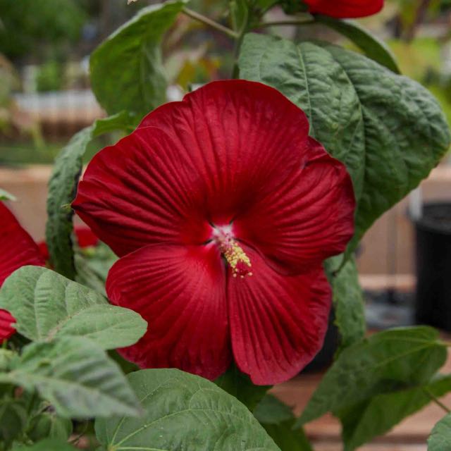 Photo of the plant species Scarlet Hibiscus by @GemEllisia91 named Honeymoon Hibiscus on Greg, the plant care app