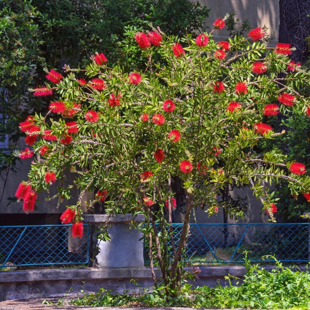 Photo of the plant species Crimson Bottlebrush by @GemEllisia91 named Bottlebrush Tree on Greg, the plant care app