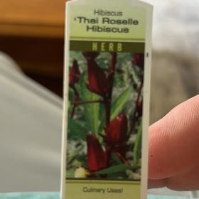 Photo of the plant species Roselle by @ClimbingCanna50 named Fernie Mac on Greg, the plant care app