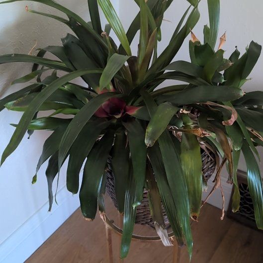 Photo of the plant species Bromeliads by @BlazingCentro81 named Dolores on Greg, the plant care app