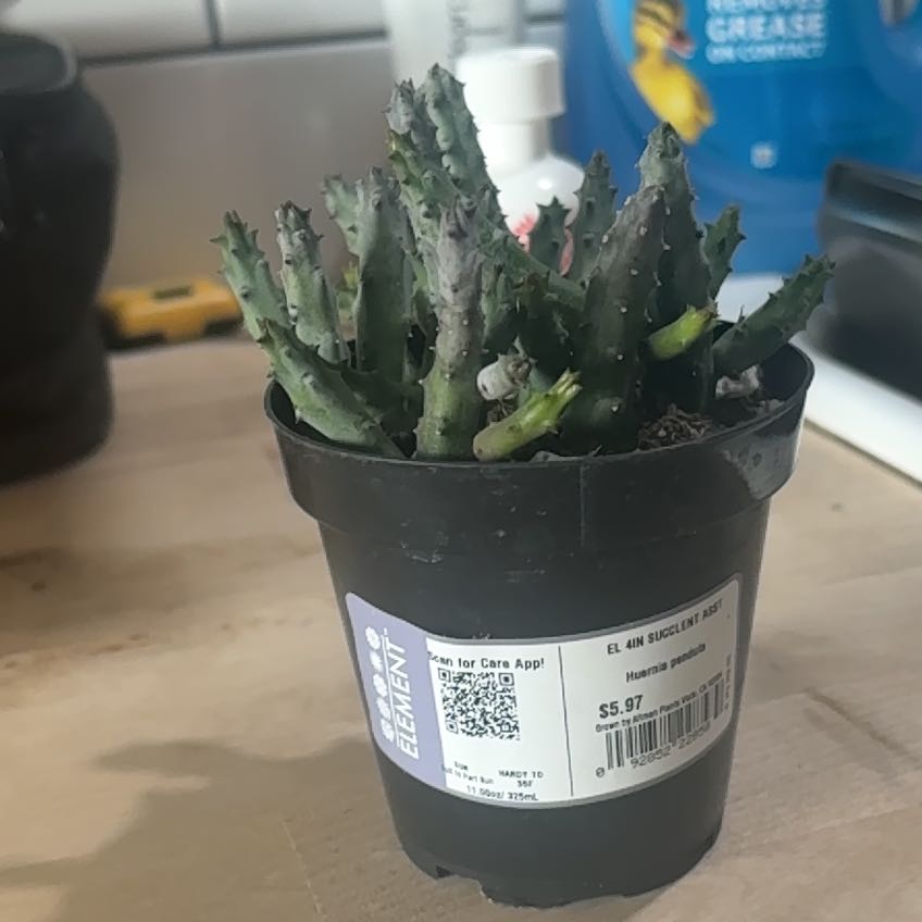 Photo of the plant species Succlent by @YummyInchworm24 named Not an cacti so I dislike it on Greg, the plant care app