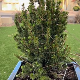 Photo of the plant species Dwarf Mountain Pine by @MightyPomelo69 named Sahara on Greg, the plant care app