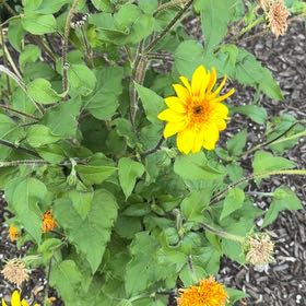 Photo of the plant species Mexican Sunflower by @CoolSalsify70 named Queen on Greg, the plant care app